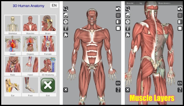 6 Best Anatomy Apps For Android in 2022