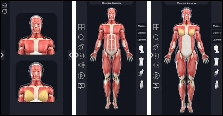 6 Best Anatomy Apps For Android in 2022